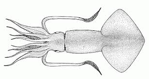 Image result for Dosidicus gigas