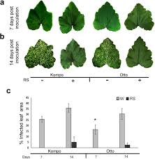 Attēlu rezultāti vaicājumam “Reynoutria sachalinensis fruit”