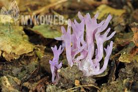 Attēlu rezultāti vaicājumam “Ramariopsis pulchella”