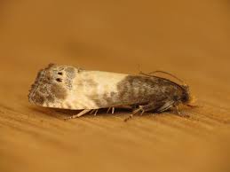 Attēlu rezultāti vaicājumam “Notocelia cynosbatella”