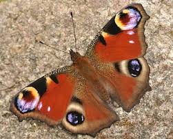 Attēlu rezultāti vaicājumam “Inachis io upperside”