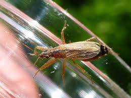 Attēlu rezultāti vaicājumam “Nabidae”