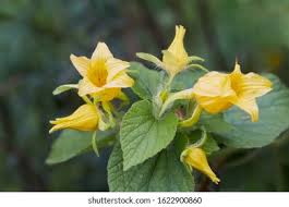 Attēlu rezultāti vaicājumam “Thladiantha dubia leaf”