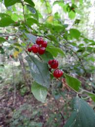 Attēlu rezultāti vaicājumam “Lonicera xylosteum leaf”