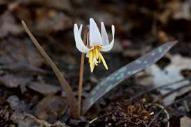 Attēlu rezultāti vaicājumam “Erythronium sibiricum flower”