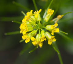 Attēlu rezultāti vaicājumam “Barbarea vulgaris subsp. arcuata fruit”