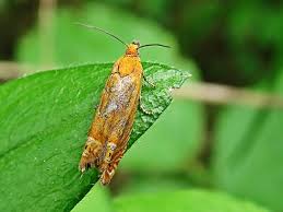 Attēlu rezultāti vaicājumam “Lathronympha strigana”