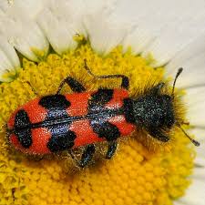 Attēlu rezultāti vaicājumam “Trichodes apiarius”