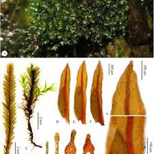 Attēlu rezultāti vaicājumam “Fissidens gracilifolius”