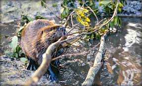 Image result for Beaver Sc