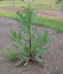 Attēlu rezultāti vaicājumam “Lactuca serriola”