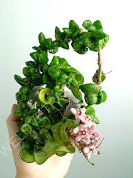 Attēlu rezultāti vaicājumam “Conardia compacta”