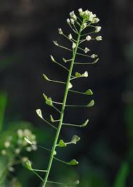 Attēlu rezultāti vaicājumam “Capsella bursa-pastoris”