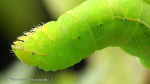 Attēlu rezultāti vaicājumam “Amphipyra pyramidea”