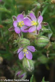 Attēlu rezultāti vaicājumam “Spergularia rubra”