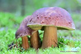 Attēlu rezultāti vaicājumam “Boletus pinophilus”