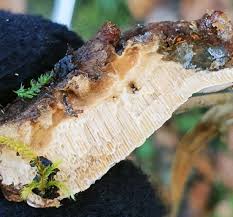 Attēlu rezultāti vaicājumam “Heterobasidion annosum”