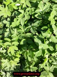 Attēlu rezultāti vaicājumam “Filipendula ulmaria  leaf”