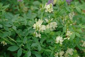 Attēlu rezultāti vaicājumam “Medicago x varia  flower”