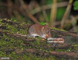 Attēlu rezultāti vaicājumam “Myodes glareolus”