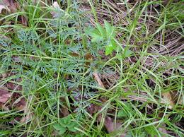 Attēlu rezultāti vaicājumam “Peucedanum palustre leaf”