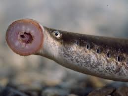 Image result for Lampetra fluviatilis