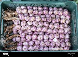 Attēlu rezultāti vaicājumam “Allium sativum fruit”