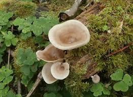 Attēlu rezultāti vaicājumam “Polyporus tubaeformis”