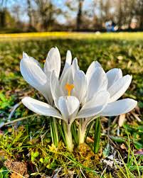 Attēlu rezultāti vaicājumam “Crocus vernus subsp. vernus flower”