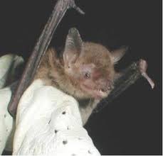 Attēlu rezultāti vaicājumam “Myotis sp.”
