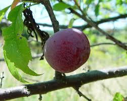 Attēlu rezultāti vaicājumam “Prunus (plum-tree) fruit”
