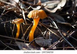 Attēlu rezultāti vaicājumam “Cantharellus lutescens”