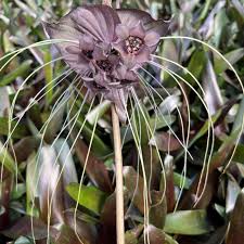 Image result for Tacca chantrieri