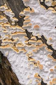 Attēlu rezultāti vaicājumam “Antrodia serialis”