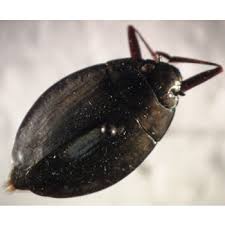 Attēlu rezultāti vaicājumam “Gyrinidae”