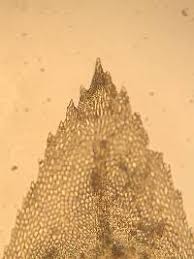 Attēlu rezultāti vaicājumam “Thamnobryum subserratum”