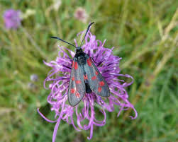 Attēlu rezultāti vaicājumam “Zygaena filipendulae”