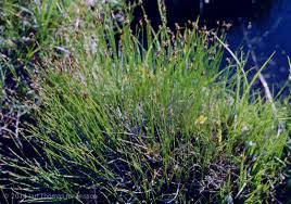 Attēlu rezultāti vaicājumam “Schoenus ferrugineus bud”