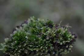 Attēlu rezultāti vaicājumam “Fissidens bryoides”