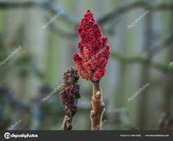 Attēlu rezultāti vaicājumam “Rhus typhina flower”