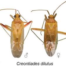 Attēlu rezultāti vaicājumam “Stenotus binotatus male”