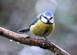 Image result for Cyanistes caeruleus