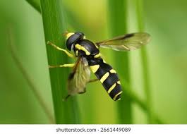 Attēlu rezultāti vaicājumam “Xanthogramma sp. male”