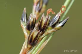 Attēlu rezultāti vaicājumam “Juncus squarrosus”