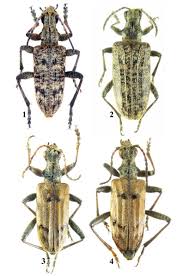 Attēlu rezultāti vaicājumam “Rhagium inquisitor”