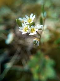 Attēlu rezultāti vaicājumam “Erophila verna flower”