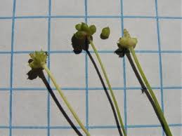 Attēlu rezultāti vaicājumam “Ranunculus cassubicus bud”