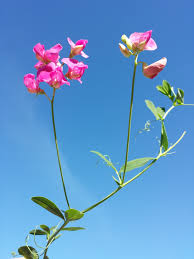 Attēlu rezultāti vaicājumam “Lathyrus tuberosus flower”