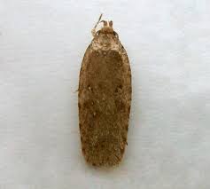 Attēlu rezultāti vaicājumam “Agonopterix heracliana”