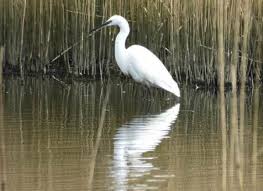 Image result for Egretta garzetta